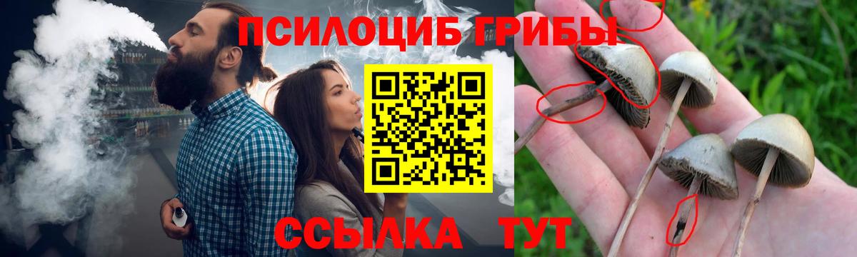 Псилоцибиновые грибы прущие грибы Губкинский